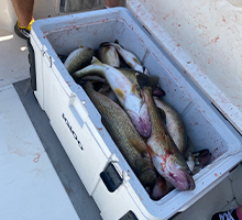 big cooler full of walleye fish