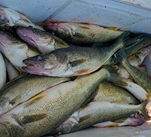 cooler full of big walleye